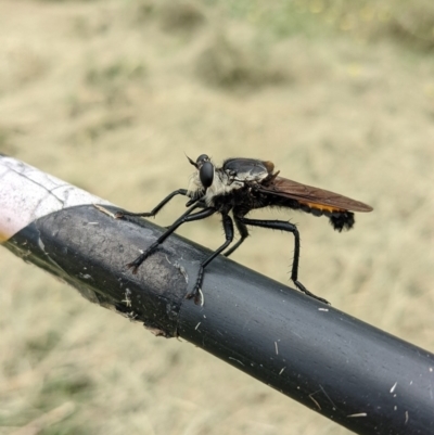 Blepharotes sp. (genus) (A robber fly) at Stromlo, ACT - 5 Mar 2022 by SusanneG