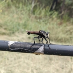 Blepharotes sp. (genus) at Stromlo, ACT - 5 Mar 2022