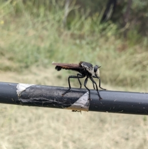 Blepharotes sp. (genus) at Stromlo, ACT - 5 Mar 2022 09:18 AM