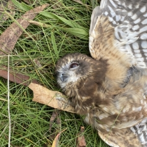 Ninox boobook at Googong, NSW - 9 Mar 2022 09:41 AM