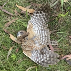 Ninox boobook at Googong, NSW - 9 Mar 2022 09:41 AM