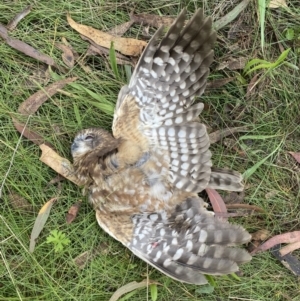 Ninox boobook at Googong, NSW - 9 Mar 2022 09:41 AM