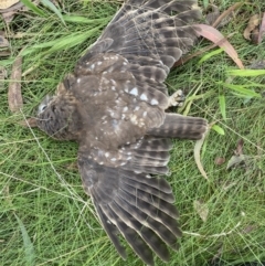 Ninox boobook at Googong, NSW - 9 Mar 2022 09:41 AM