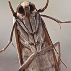 Scoliacma nana at Gundaroo, NSW - 9 Mar 2022