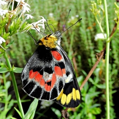 Delias harpalyce (Imperial Jezebel) at Crooked Corner, NSW - 9 Mar 2022 by Milly