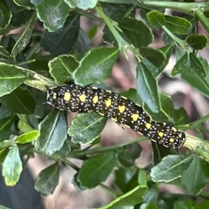 Papilio anactus at Kaleen, ACT - 9 Mar 2022 04:24 PM