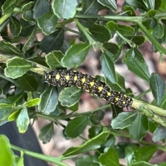 Papilio anactus at Kaleen, ACT - 9 Mar 2022