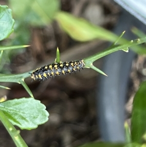 Papilio anactus at Kaleen, ACT - 9 Mar 2022