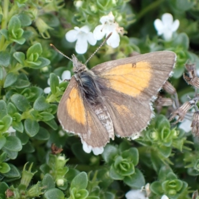 Lucia limbaria (Chequered Copper) at Murrumbateman, NSW - 9 Mar 2022 by SimoneC