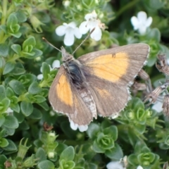 Lucia limbaria (Chequered Copper) at Murrumbateman, NSW - 9 Mar 2022 by SimoneC