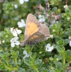 Lucia limbaria at Murrumbateman, NSW - 9 Mar 2022