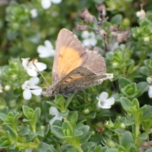 Lucia limbaria at Murrumbateman, NSW - 9 Mar 2022