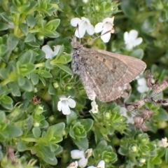 Lucia limbaria at Murrumbateman, NSW - 9 Mar 2022