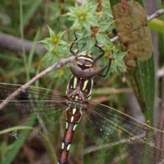 Austroaeschna pulchra (Forest Darner) at Paddys River, ACT - 9 Mar 2022 by AnneG1