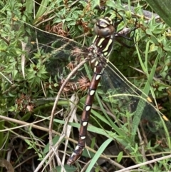 Austroaeschna pulchra at Paddys River, ACT - 9 Mar 2022 02:50 PM