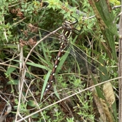 Austroaeschna pulchra at Paddys River, ACT - 9 Mar 2022 02:50 PM