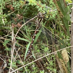 Austroaeschna pulchra at Paddys River, ACT - 9 Mar 2022 02:50 PM