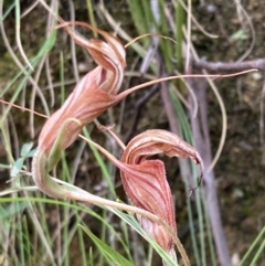 Diplodium coccinum (Scarlet Greenhood) at Tidbinbilla Nature Reserve - 9 Mar 2022 by AnneG1