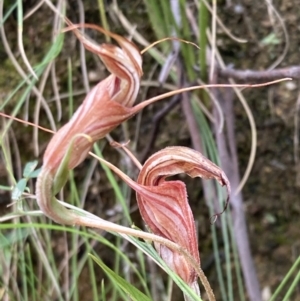 Diplodium coccinum at Paddys River, ACT - suppressed