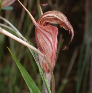 Diplodium coccinum at Paddys River, ACT - suppressed