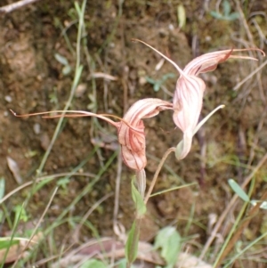 Diplodium coccinum at Paddys River, ACT - suppressed