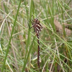 Austroaeschna pulchra (Forest Darner) at Paddys River, ACT - 9 Mar 2022 by AnneG1