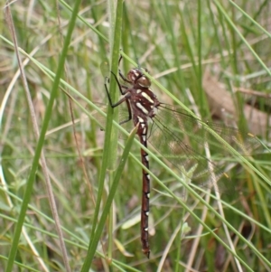 Austroaeschna pulchra at Paddys River, ACT - 9 Mar 2022 12:36 PM