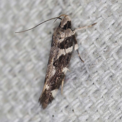 Macrobathra baliomitra (A Gelechioid moth) at O'Connor, ACT - 3 Mar 2022 by ibaird