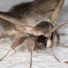 Pantydia sparsa (Noctuid Moth) at Melba, ACT - 6 Jan 2022 by kasiaaus