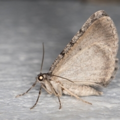 Psilosticha absorpta (Fine-waved Bark Moth) at Melba, ACT - 6 Jan 2022 by kasiaaus