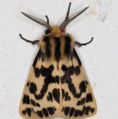 Ardices curvata (Crimson Tiger Moth) at Melba, ACT - 6 Jan 2022 by kasiaaus