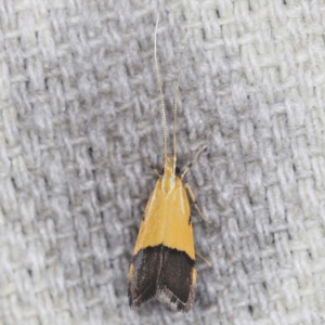 Crocanthes micradelpha at O'Connor, ACT - 3 Mar 2022 10:16 PM