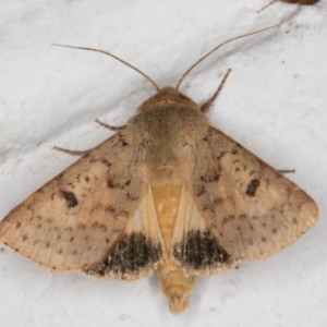 Helicoverpa punctigera at Melba, ACT - 7 Jan 2022 12:28 AM