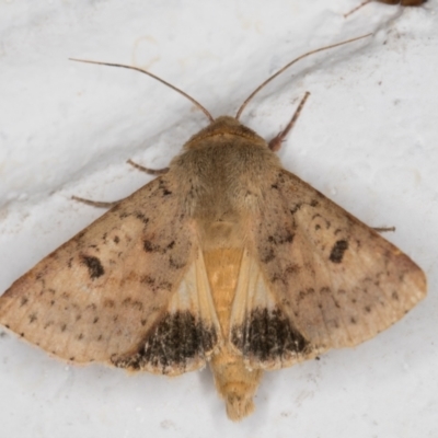 Helicoverpa punctigera (Native Budworm) at Melba, ACT - 6 Jan 2022 by kasiaaus