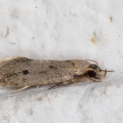 Oecophoridae (family) (Unidentified Oecophorid concealer moth) at Melba, ACT - 7 Jan 2022 by kasiaaus