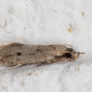 Oecophoridae (family) at Melba, ACT - 7 Jan 2022