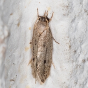 Oecophoridae (family) at Melba, ACT - 7 Jan 2022 12:33 AM