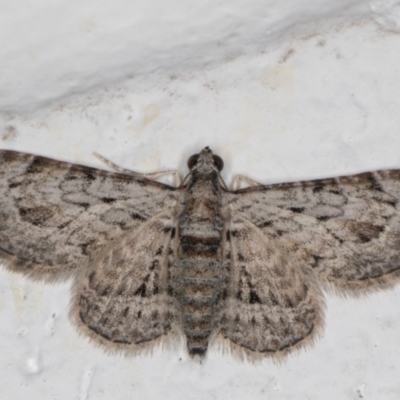 Chloroclystis insigillata (Chloroclystis insigillata) at Melba, ACT - 7 Jan 2022 by kasiaaus