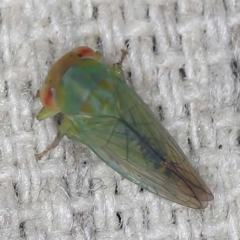 Cicadellidae (family) (Unidentified leafhopper) at O'Connor, ACT - 3 Mar 2022 by ibaird