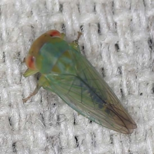 Cicadellidae (family) at O'Connor, ACT - 3 Mar 2022