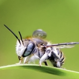 Pseudoanthidium (Immanthidium) repetitum at Page, ACT - 9 Mar 2022