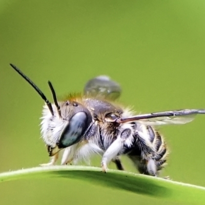 Pseudoanthidium (Immanthidium) repetitum (African carder bee, Megachild bee) at Page, ACT - 9 Mar 2022 by DonTaylor