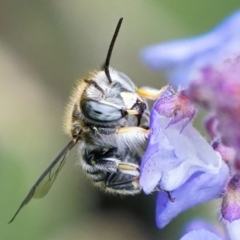 Pseudoanthidium (Immanthidium) repetitum at Page, ACT - 9 Mar 2022