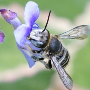 Pseudoanthidium (Immanthidium) repetitum at Page, ACT - 9 Mar 2022