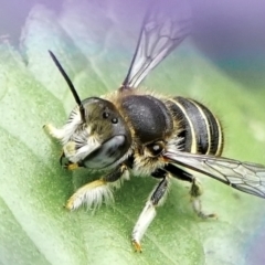 Pseudoanthidium (Immanthidium) repetitum at Page, ACT - 9 Mar 2022