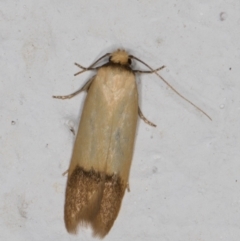 Tachystola stenoptera (A concealer moth) at Melba, ACT - 7 Jan 2022 by kasiaaus