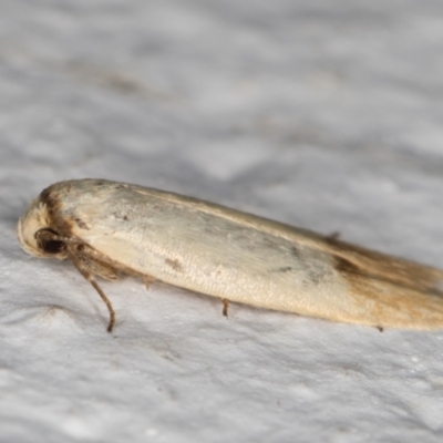 Tachystola stenoptera (A concealer moth) at Melba, ACT - 7 Jan 2022 by kasiaaus
