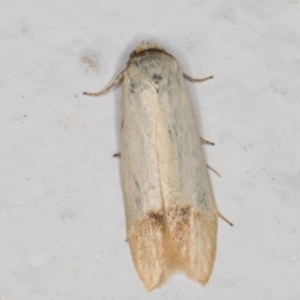 Tachystola stenoptera at Melba, ACT - 7 Jan 2022