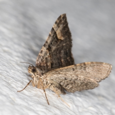 Epyaxa sodaliata (Sodaliata Moth, Clover Moth) at Melba, ACT - 7 Jan 2022 by kasiaaus