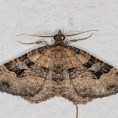 Epyaxa subidaria (Subidaria Moth) at Melba, ACT - 7 Jan 2022 by kasiaaus